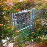 Hummingbird_Tishmal,Rachel Munoa Brockbank,Christian A Medice