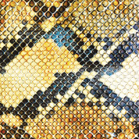 Where Is My Knife?_The Amazing Snakeheads