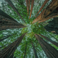 arrival_slenderbodies