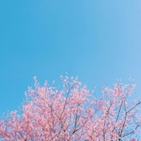 Arizona Ice Tea_Roy