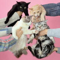 猫とアレルギー_きのこ帝国