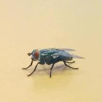 Drop_Chris Anderson