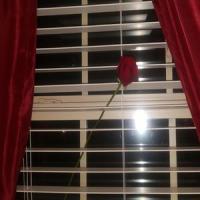 Broken Serenity (feat. Pinkcig & Blacklunged)_Madi Marie,PinkCig,blacklunged