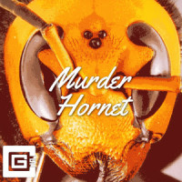 Murder Hornet_CG5