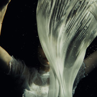 Green Book_Ghostly Kisses,Margaux Sauvé,Vann Delorey