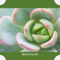 Moonglow_Sarah Vaughan