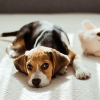 Increased Potential_Sleepy Dogs,Music for Calming Dogs,Music for Leaving Dogs Home Alone