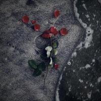 I'll Never Take A Rose_Peter Thomas