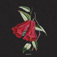Flowers_boy pablo