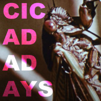 Cicada Days_Will Wood