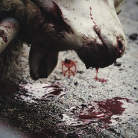 Warning Shot_To The Grave,Dane Evans,Luke Ringin,Jack Simioni,Matt Clarke,Simon O'Malley