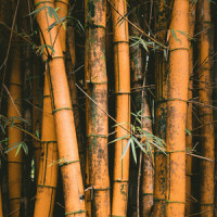 Bamboo_L.Dre