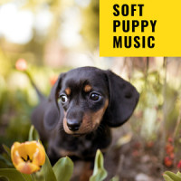 Old School Dog_Sleepy Dogs,Music For Cats,Dog Music