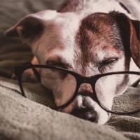 Soft Rains Will Come_Music for Pets Library,Pet Care Music Therapy,Sleepy Dogs