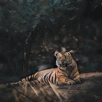 toxic_THE LOIN,The Tigers
