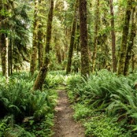 Woodside Busy Critters_Instrumental,Spa,Yoga Rain
