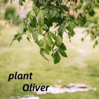 seasons_Oliver