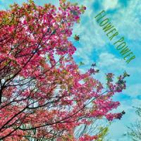 Flower Power (feat. Tarvs)_Matt Casey,Tarvs