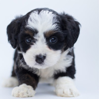 Drift Away into Dreams_Music for Leaving Dogs Home Alone,Sleepy Dogs,Music for Dog's Ears