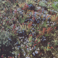 Little Mystery_Motorama