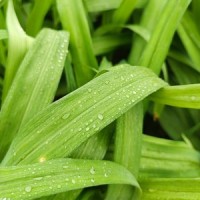 Grain buds_Winter Solstice