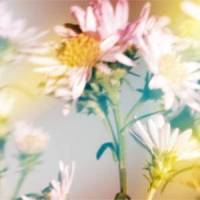 まひるの月(Rebuild)_Plastic Tree,Warner Music Japan Inc.