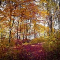 Mindful Therapy_Sleep Sounds of Nature,Bedtime Baby,Sleepy Times