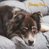Love and Dreams_Sleepy Dogs,Music for Calming Dogs