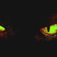 Demons_Yxng Kole,999,ACED,Kole Bourgeois,Sogimura,Gavin Blakely
