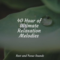 Meditation Basics_Echoes of Nature,Wellness,Native American Flute