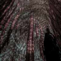 Fractals_Beth Orton