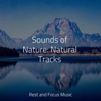 Relaxing Travels_Natureza Musica Bem-Estar Academia,Spa,Ambient Forest
