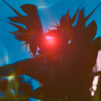 Hotel Motivation_Pulled Apart By Horses