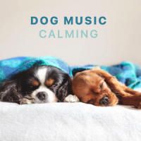 Calm Doggie_Sleepy Dogs