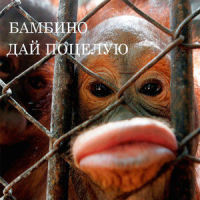 Дай, поцелую_Бамбинтон