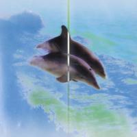Dancing with Dolphins_Pholo