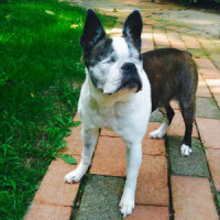 Love Is a Mutt from Hell (2020)_Wheatus