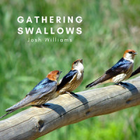Gathering Swallows_Josh Williams
