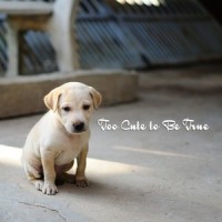 Binary Stars_Sleepy Dogs,Music for Calming Dogs,Music for Leaving Dogs Home Alone