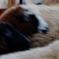 Counting Sheep_Myles Cameron