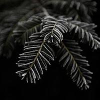Cutter(feat. Jarboe)_Rivulets,Jarboe