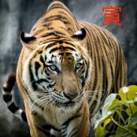 Eye of the Predator_Peter Jeremias