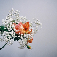 Flowers_Bradley Stone,Jye