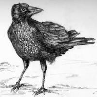 Ravens_Sane,Russell Burnell