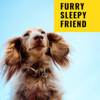 Pets Relaxation_Sleepy Dogs,Music For Cats,Dog Music