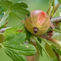 Picking Practice 1_Derek Tallon