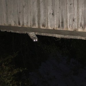 Anesthesia Pulling teeth artem