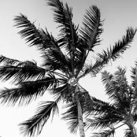 Did You See Me?_Ween