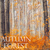 Lies Of Autumn_Lamb Of God