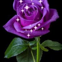 Tab 2_purple_rose